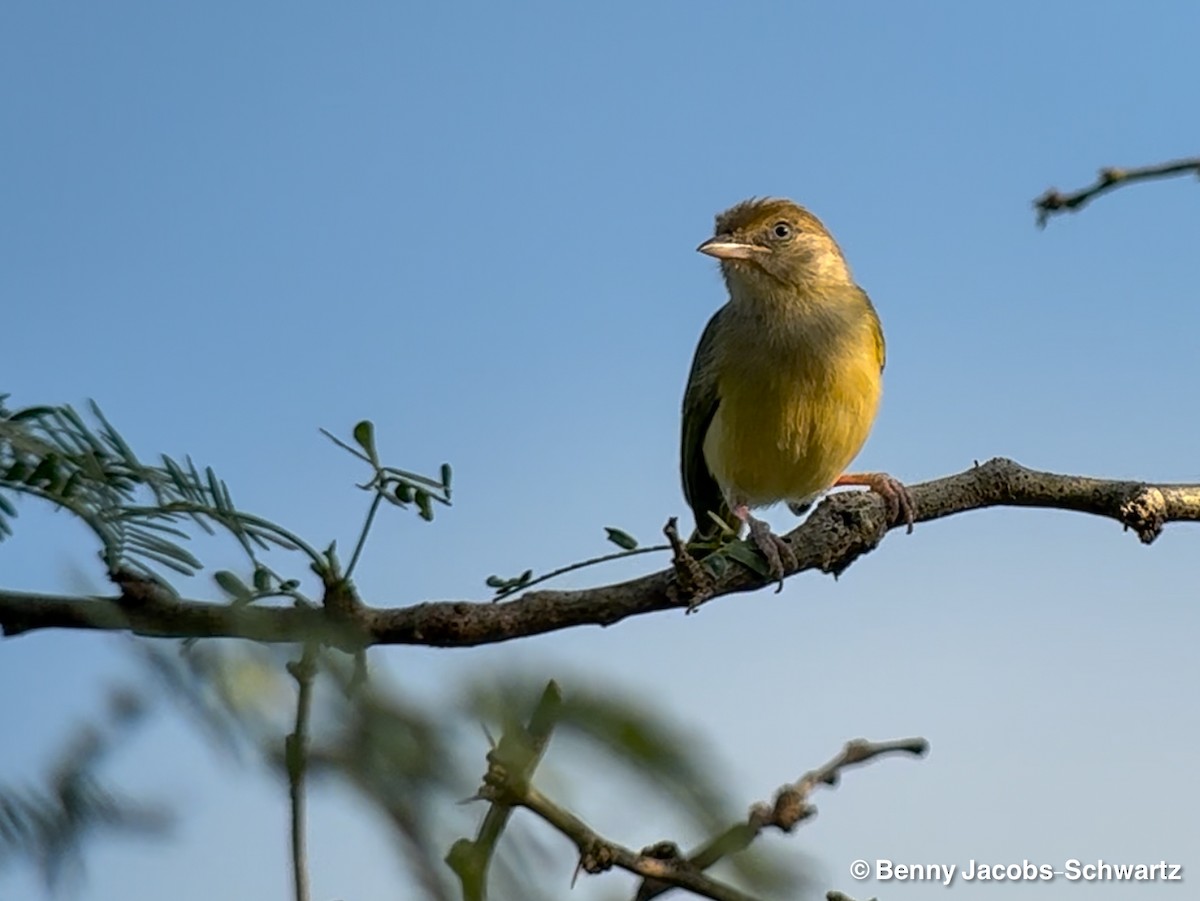 Scrub Greenlet (Scrub) - ML654656409