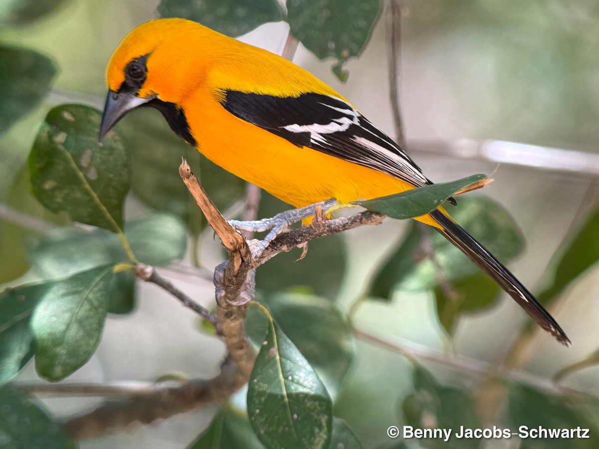 Yellow Oriole - ML654656474