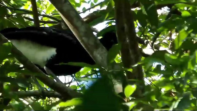 Yellow-knobbed Curassow - ML654657212