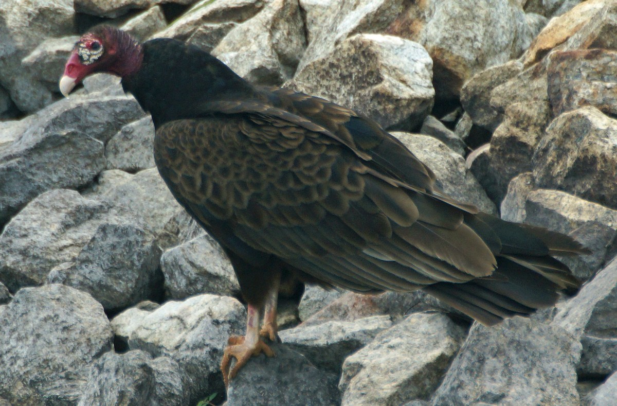 Turkey Vulture - ML65465781