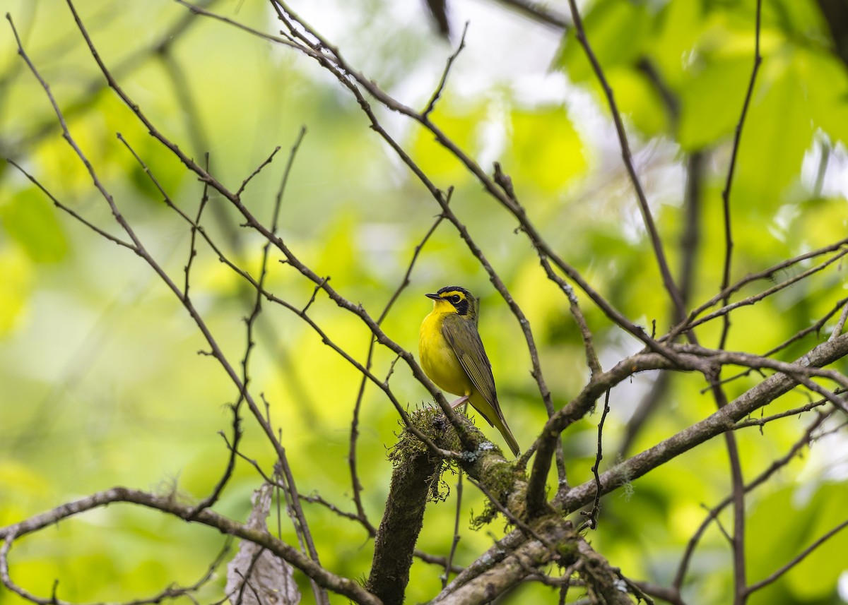kentuckyparula - ML654658461