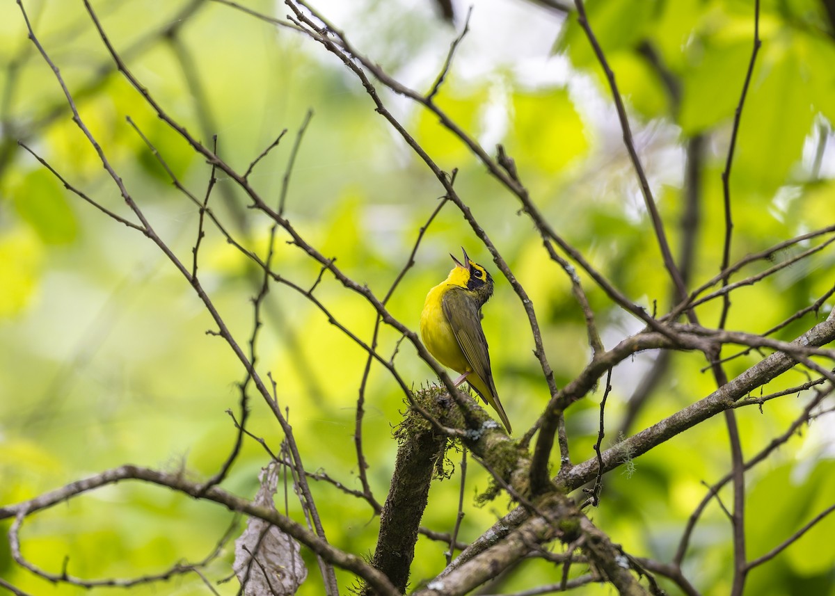 kentuckyparula - ML654658462