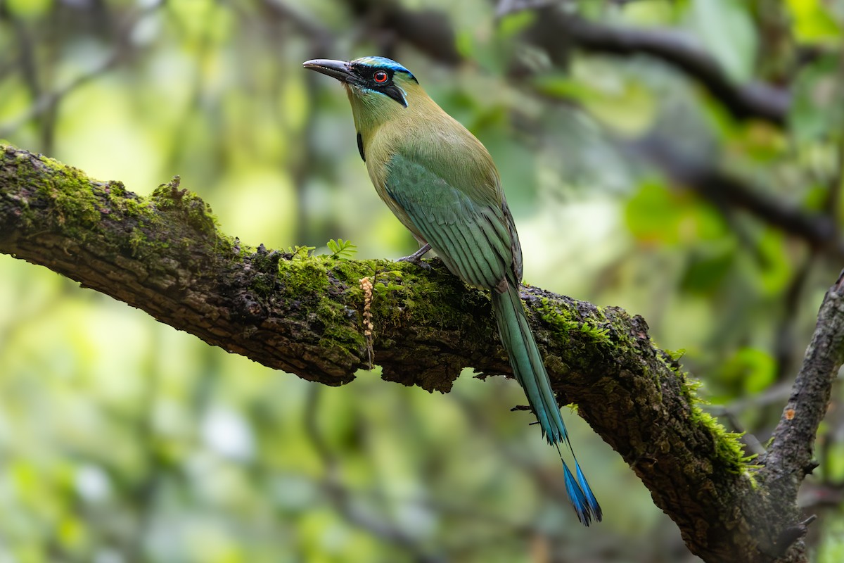 Blauscheitelmotmot - ML654659138