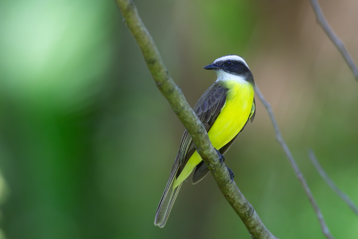 Social Flycatcher - ML654659253