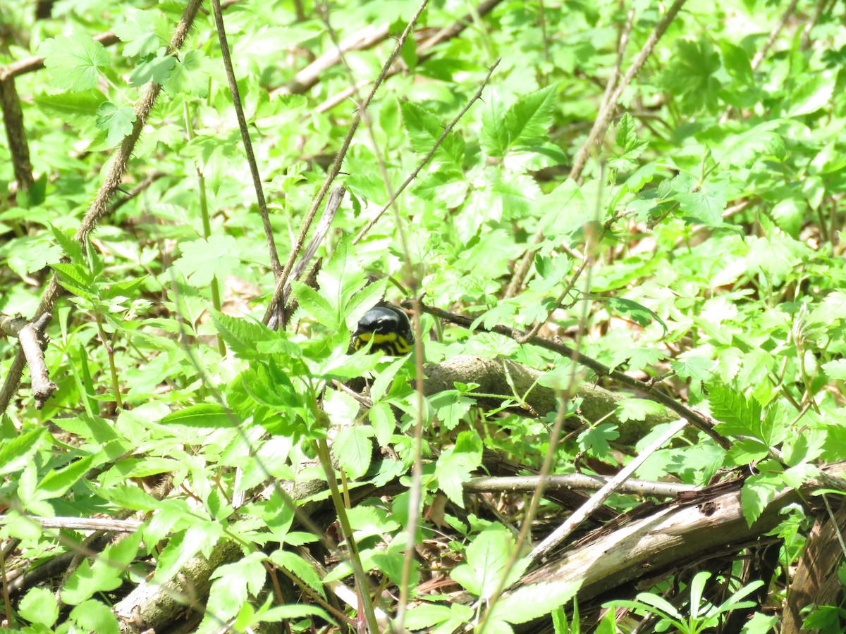 Magnolia Warbler - ML654659655