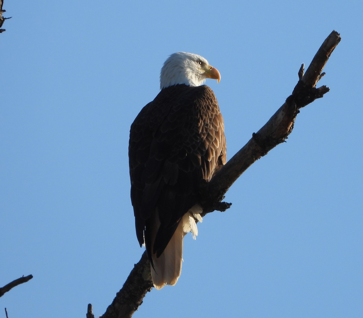 Pigargo Americano - ML654659672