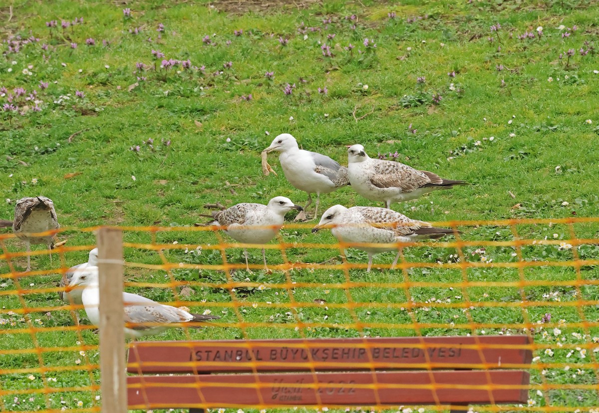 Gümüş Martı - ML654660646