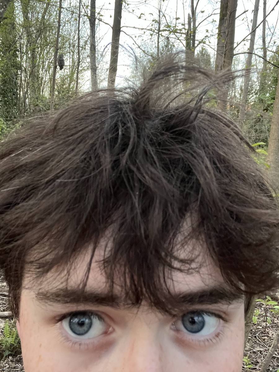 Barred Owl - ML654660942