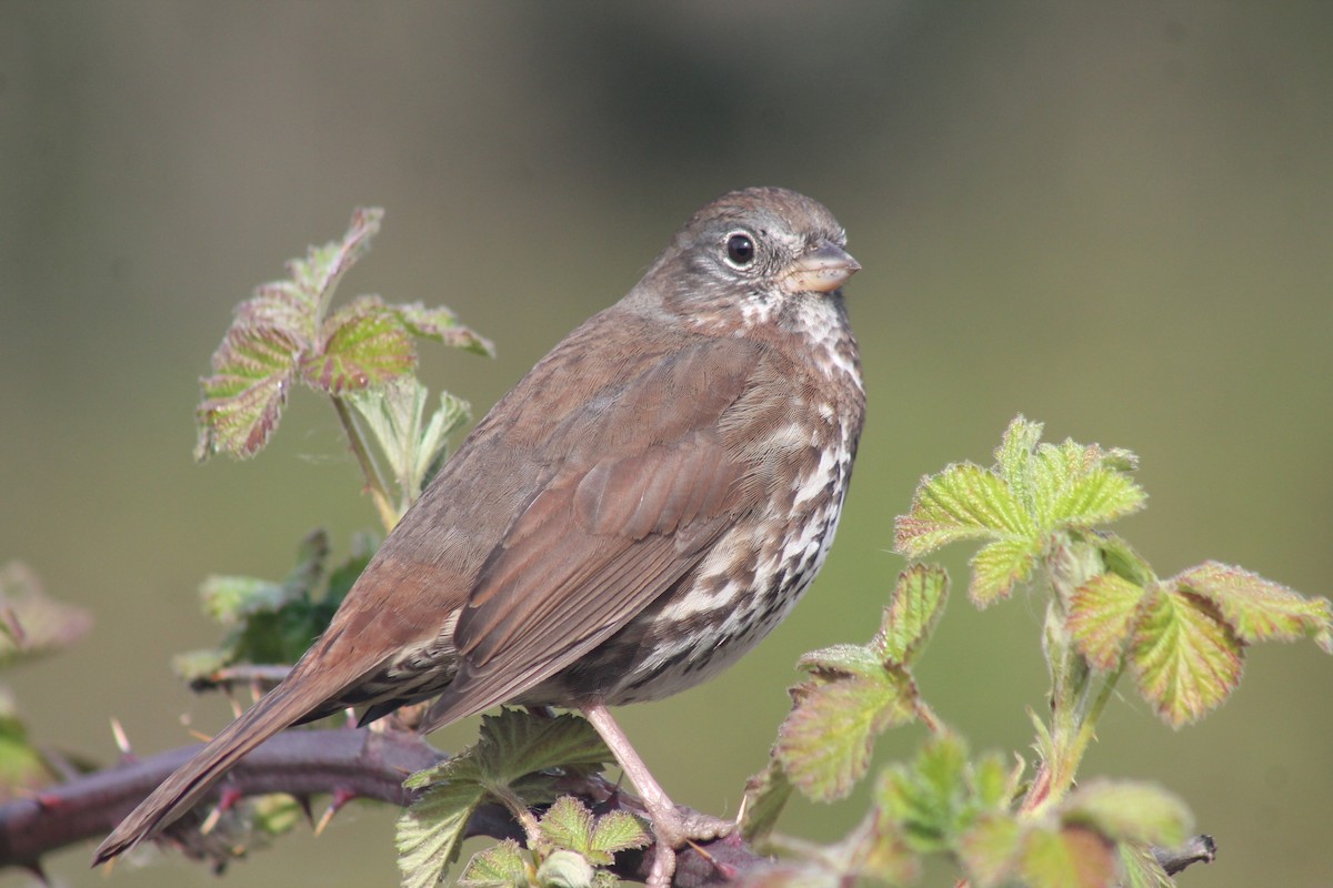 Fox Sparrow - ML654662265