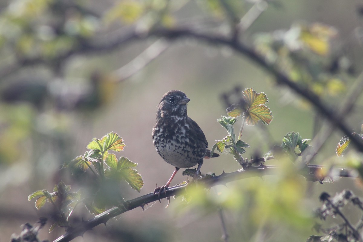 Fox Sparrow - ML654662266