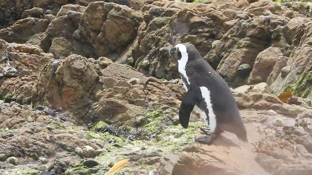 African Penguin - ML654662372
