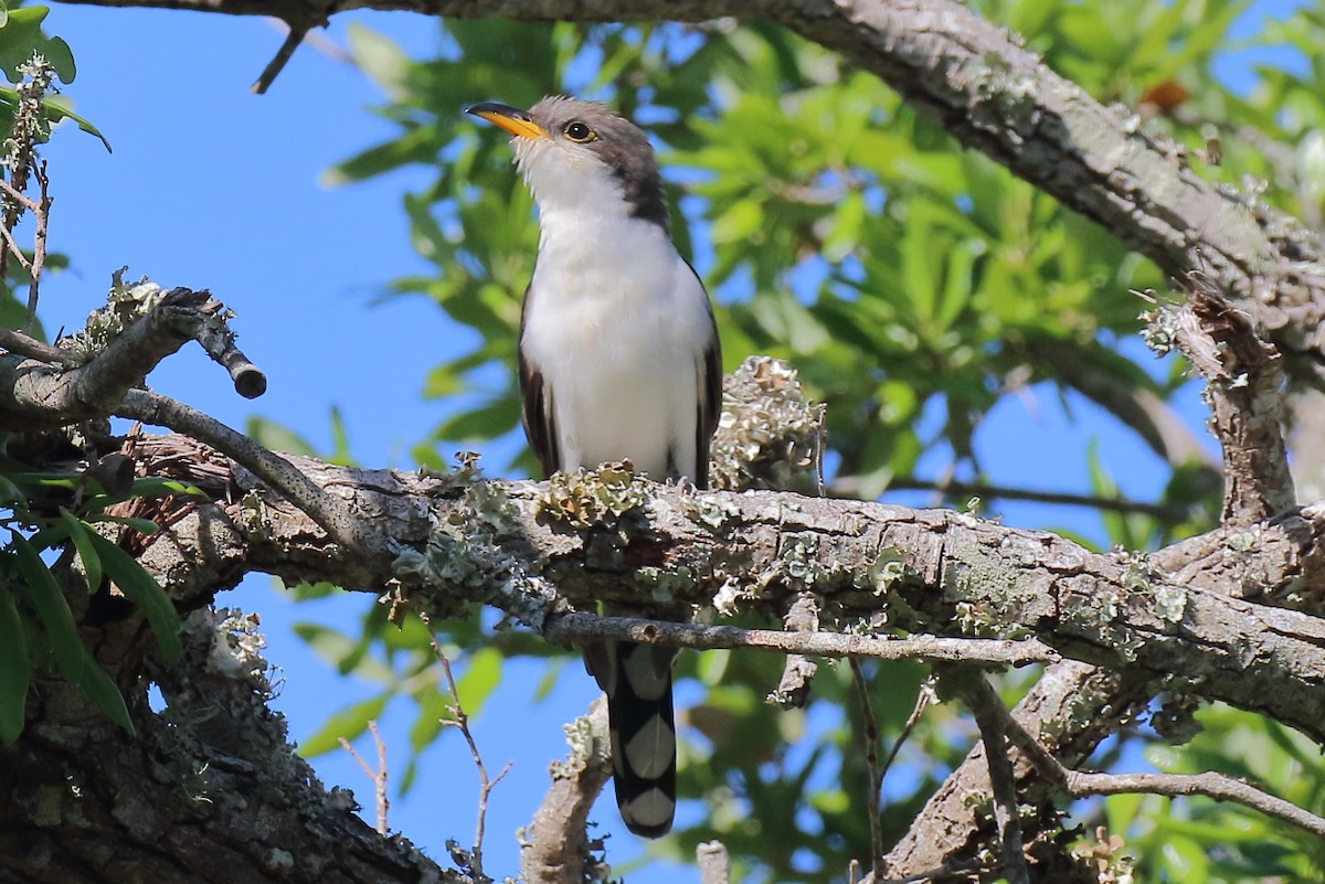 Yellow-billed Cuckoo - ML654662605