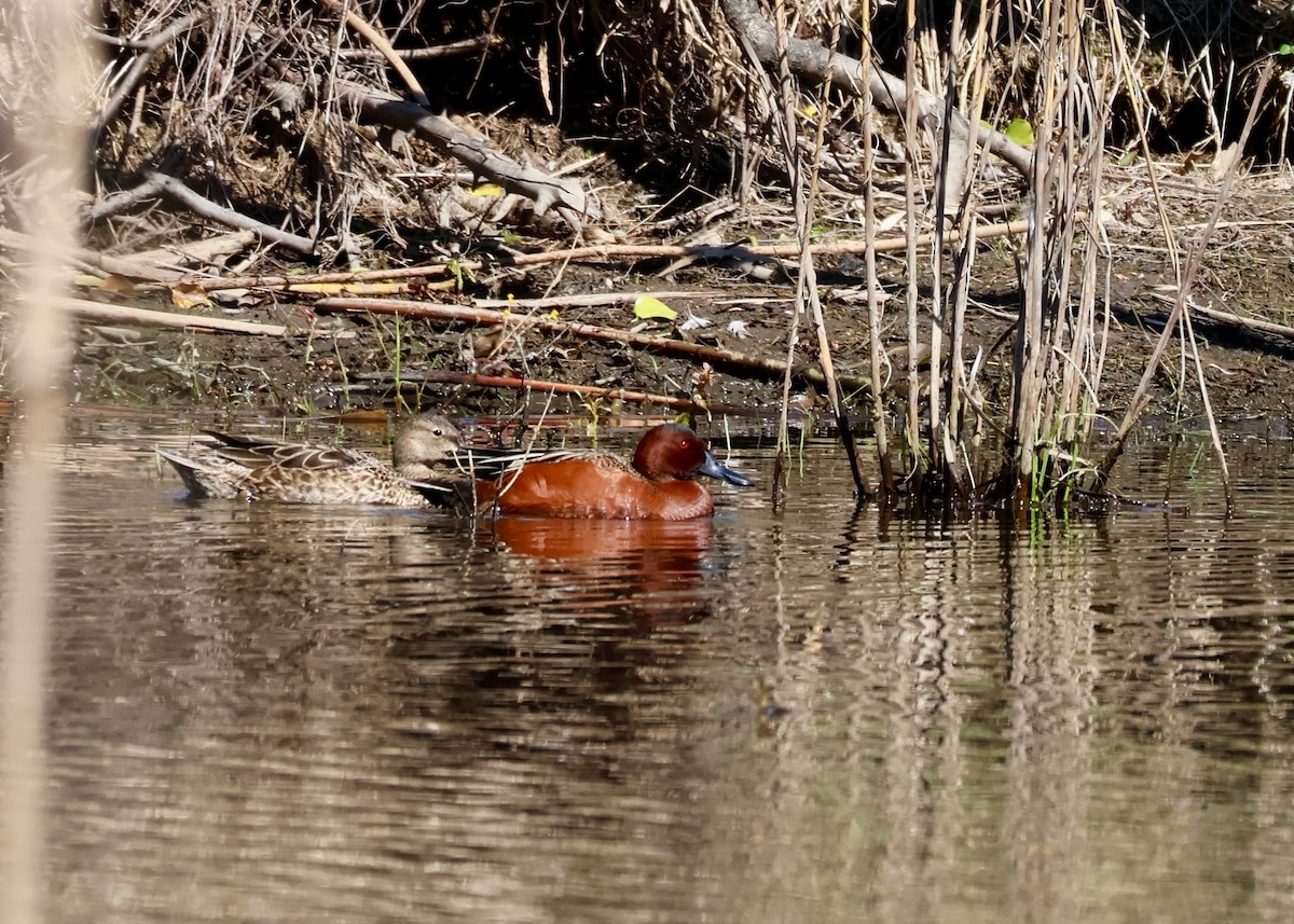 Cinnamon Teal - ML654663149