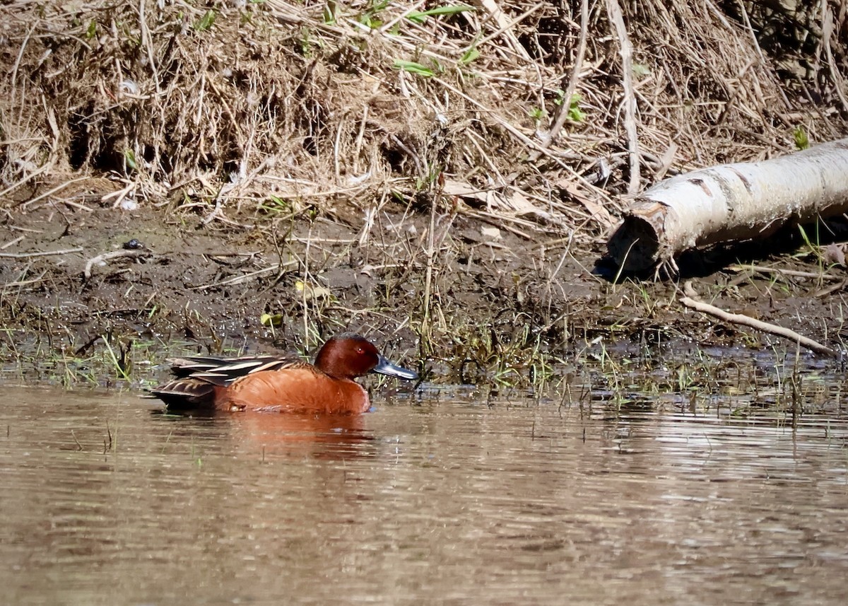 Cinnamon Teal - ML654663177