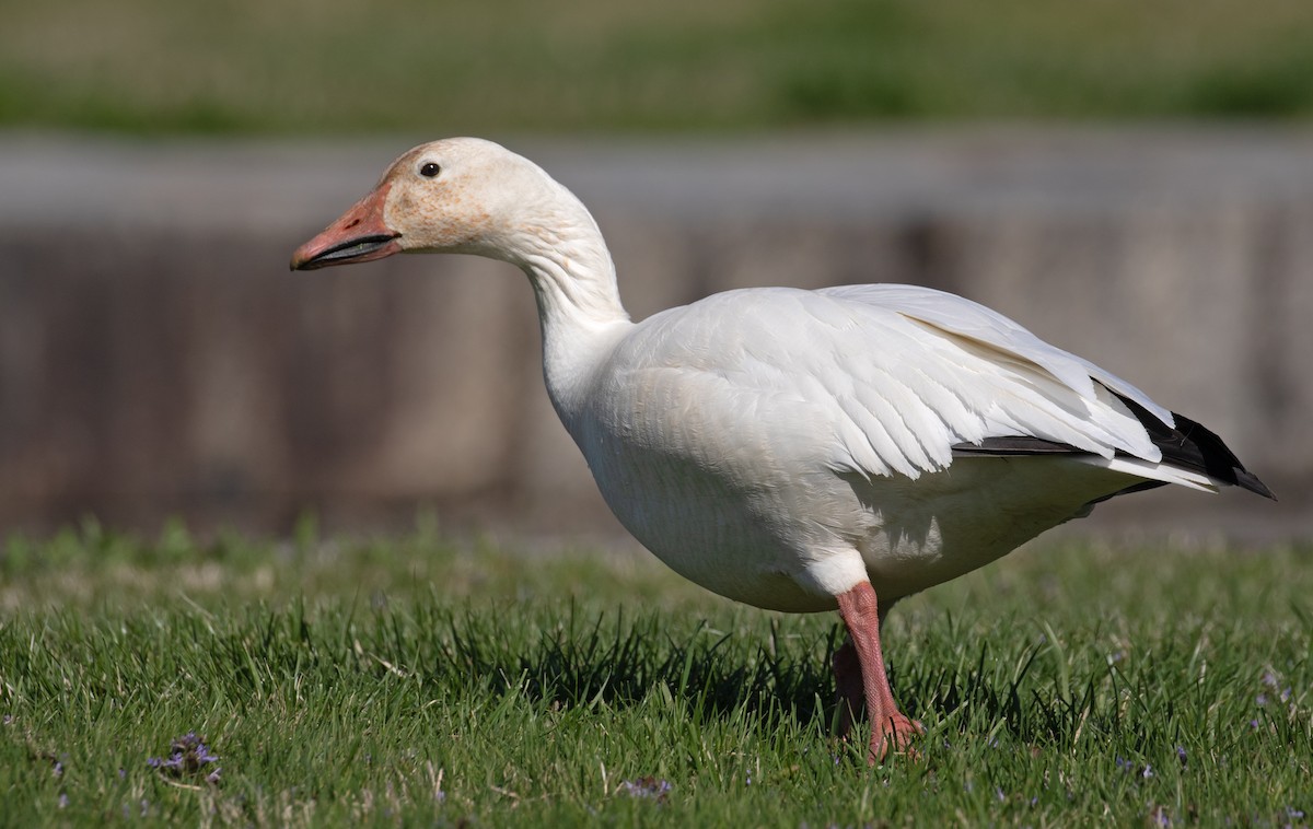 Snow Goose - ML654663242