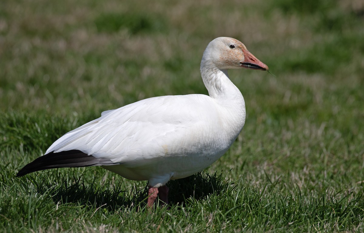 Snow Goose - ML654663243