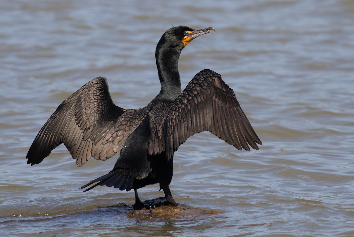 Double-crested Cormorant - ML654663273