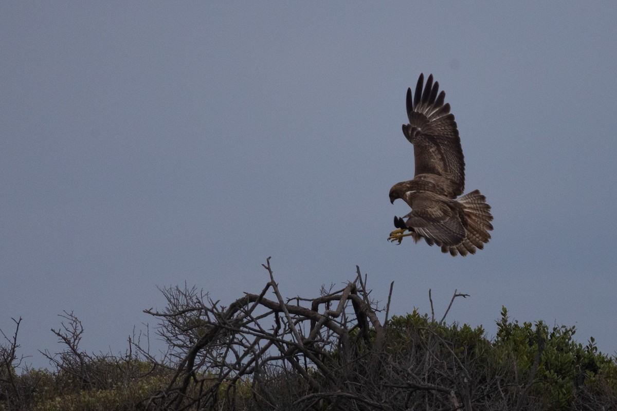 sjakalvåk - ML654664189