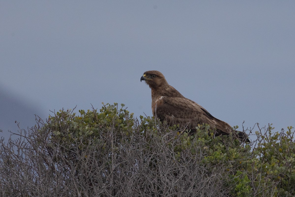 sjakalvåk - ML654664190