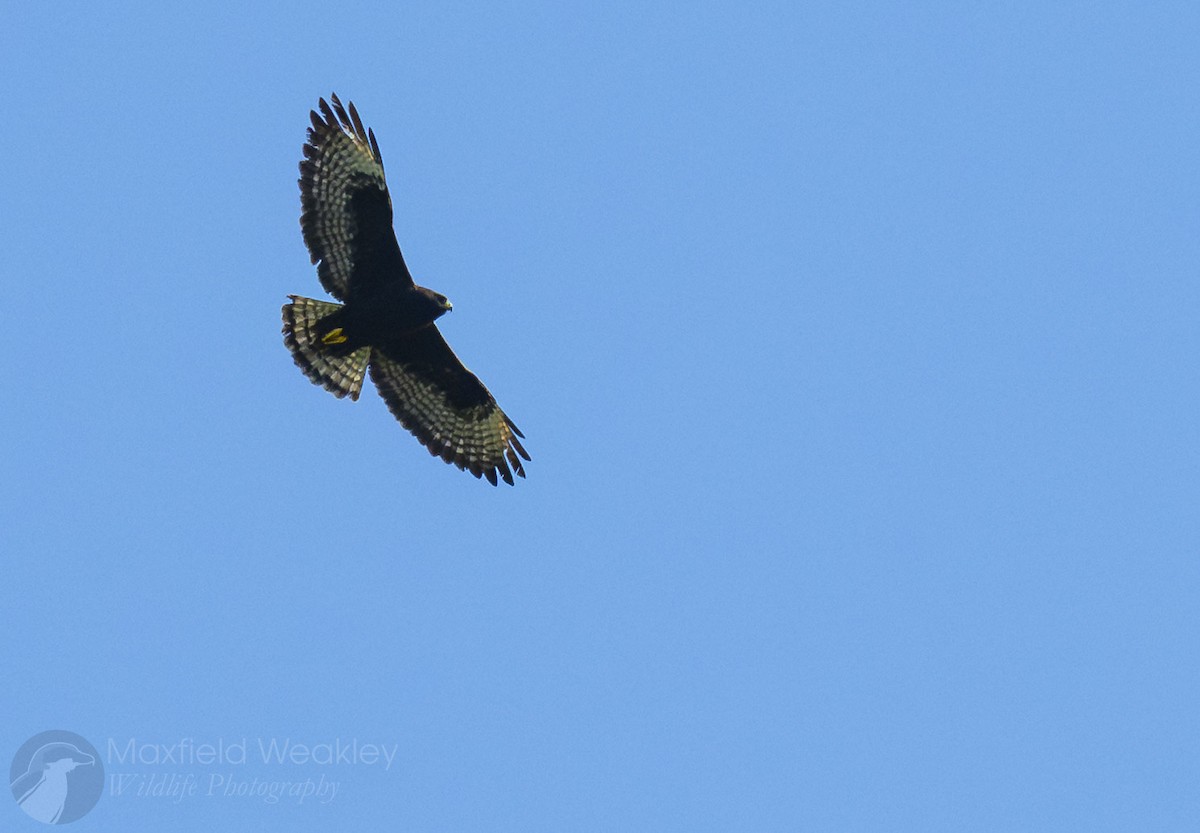 Short-tailed Hawk - ML654664570