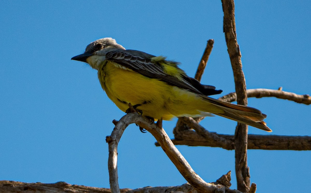 Couch's Kingbird - ML654664572