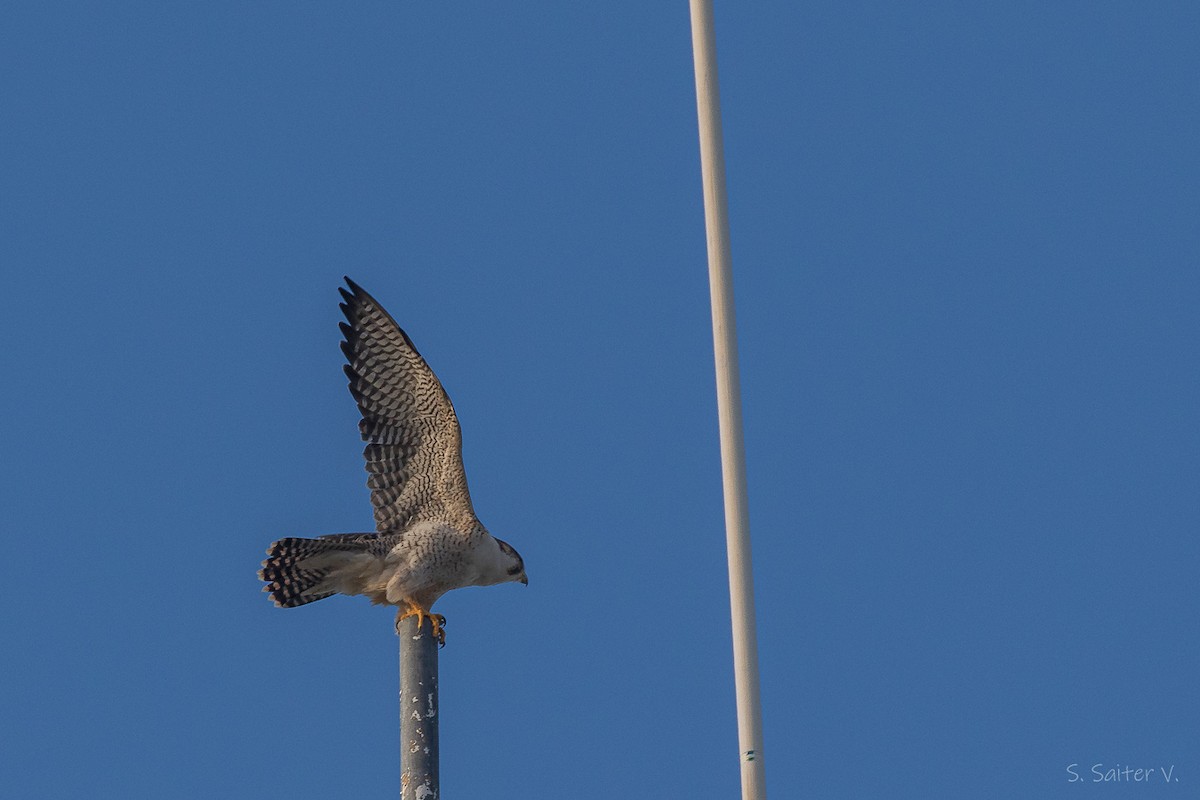 vandrefalk (cassini) - ML654665096