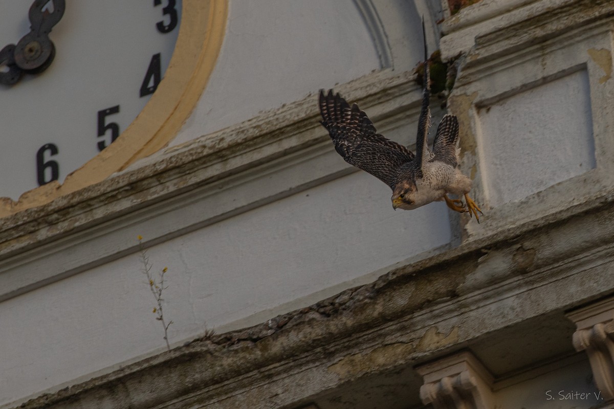 vandrefalk (cassini) - ML654665097