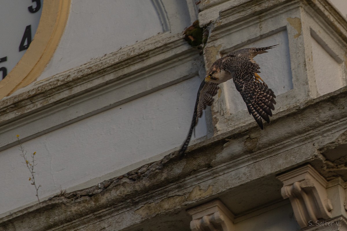 vandrefalk (cassini) - ML654665099