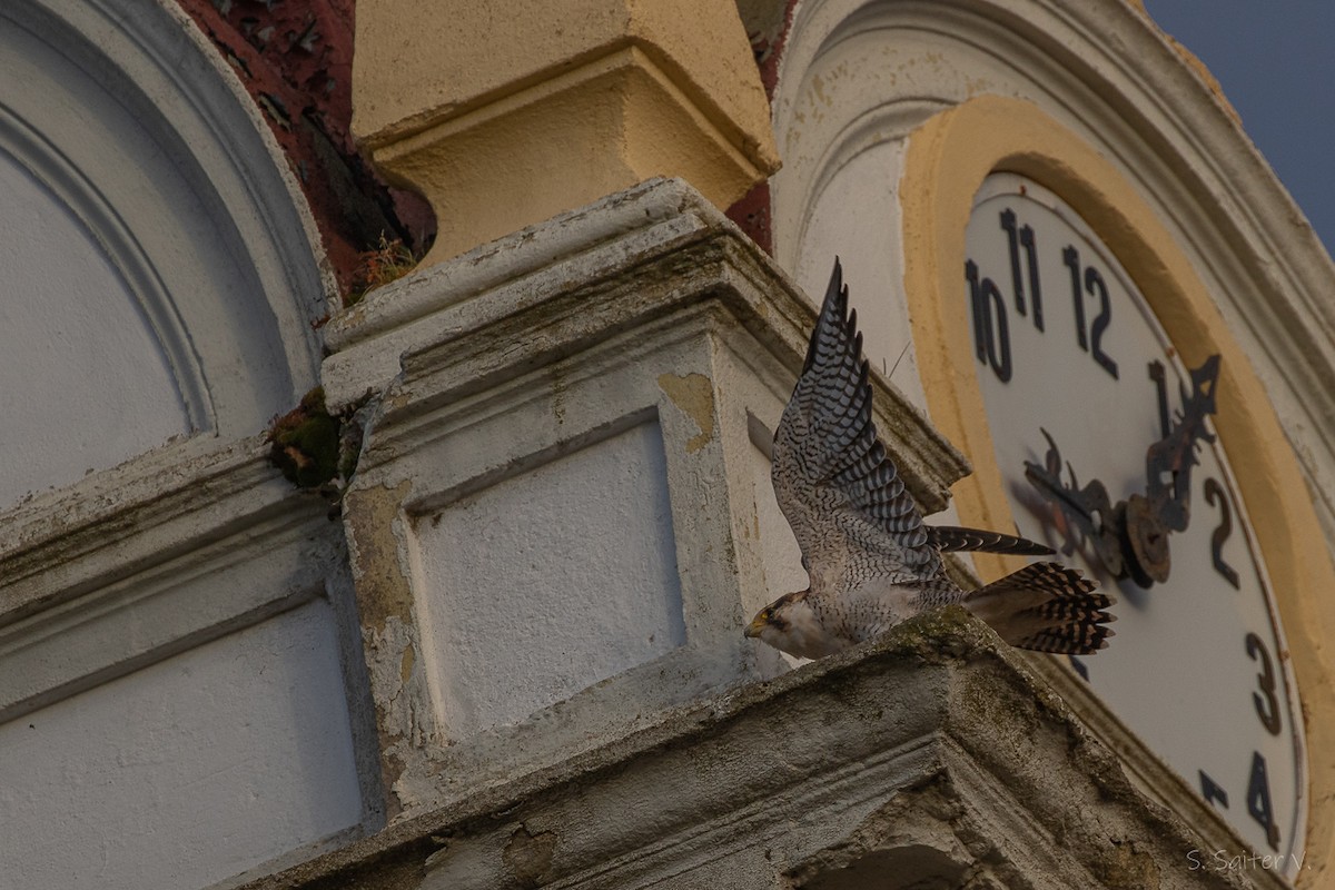 vandrefalk (cassini) - ML654665100