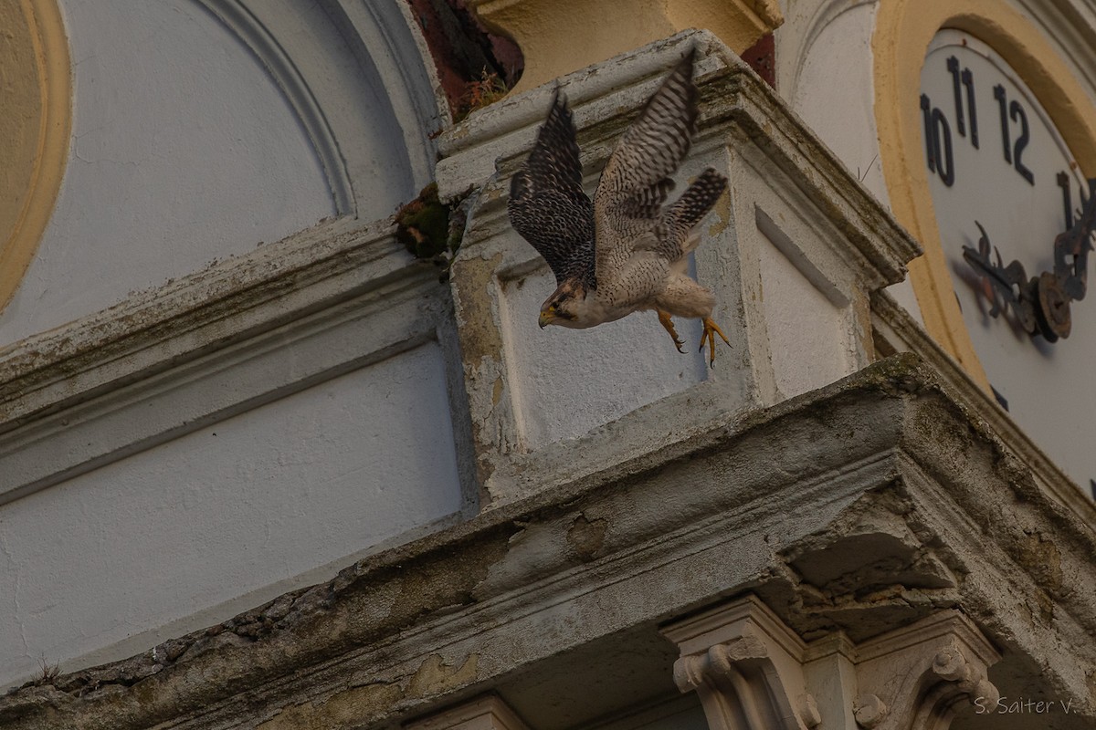 vandrefalk (cassini) - ML654665101