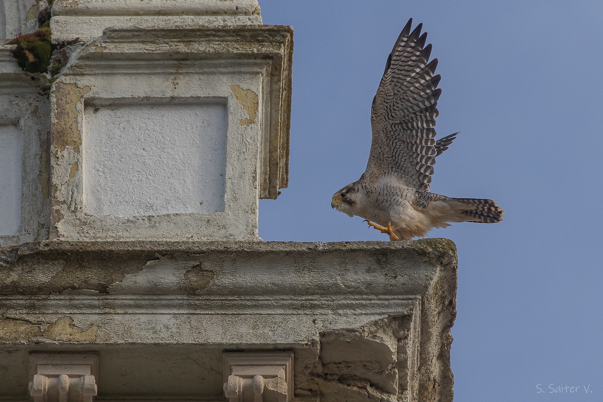 vandrefalk (cassini) - ML654665102