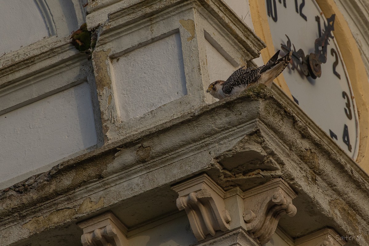 vandrefalk (cassini) - ML654665103