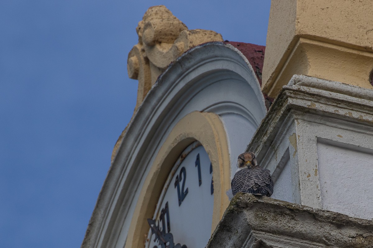 vandrefalk (cassini) - ML654665104