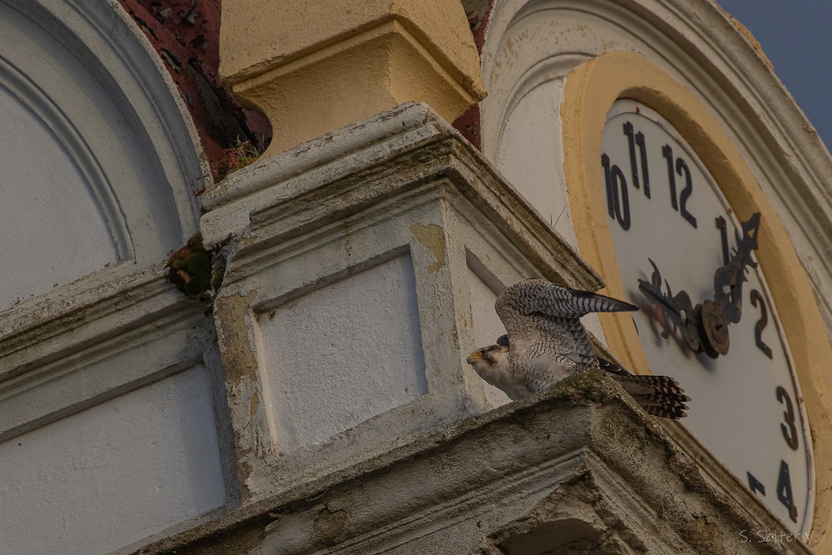 vandrefalk (cassini) - ML654665105