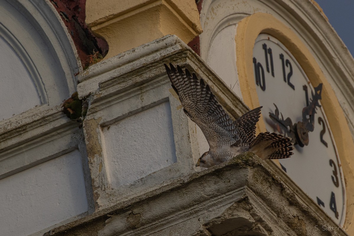 vandrefalk (cassini) - ML654665107