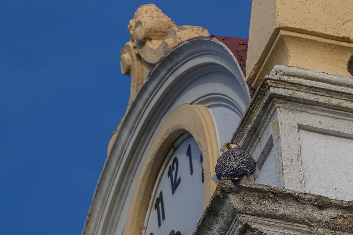 vandrefalk (cassini) - ML654665108