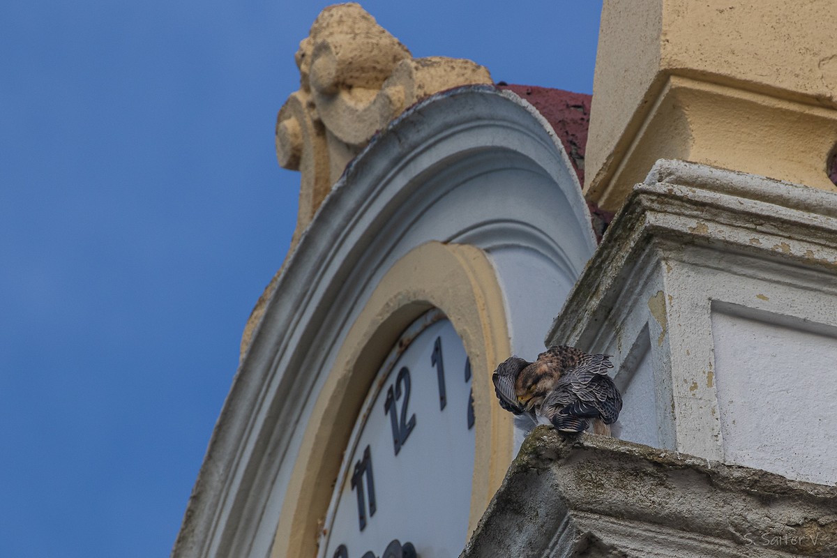 vandrefalk (cassini) - ML654665112