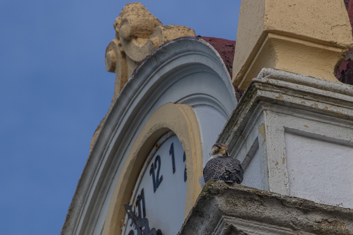 vandrefalk (cassini) - ML654665113