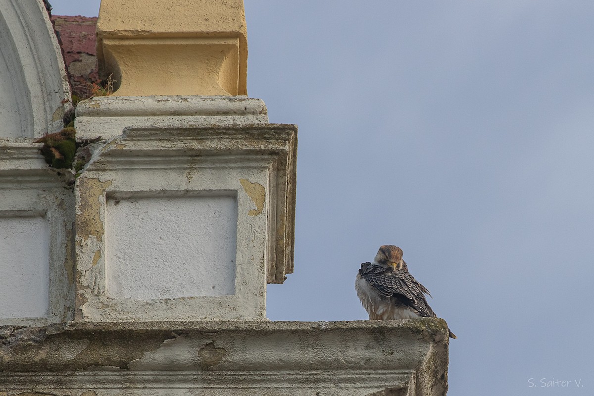 vandrefalk (cassini) - ML654665115