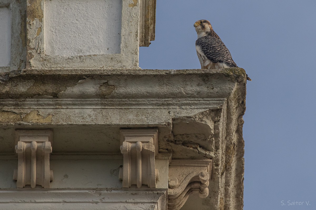 vandrefalk (cassini) - ML654665117