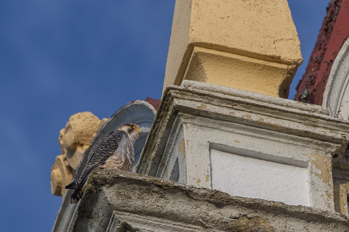 vandrefalk (cassini) - ML654665120