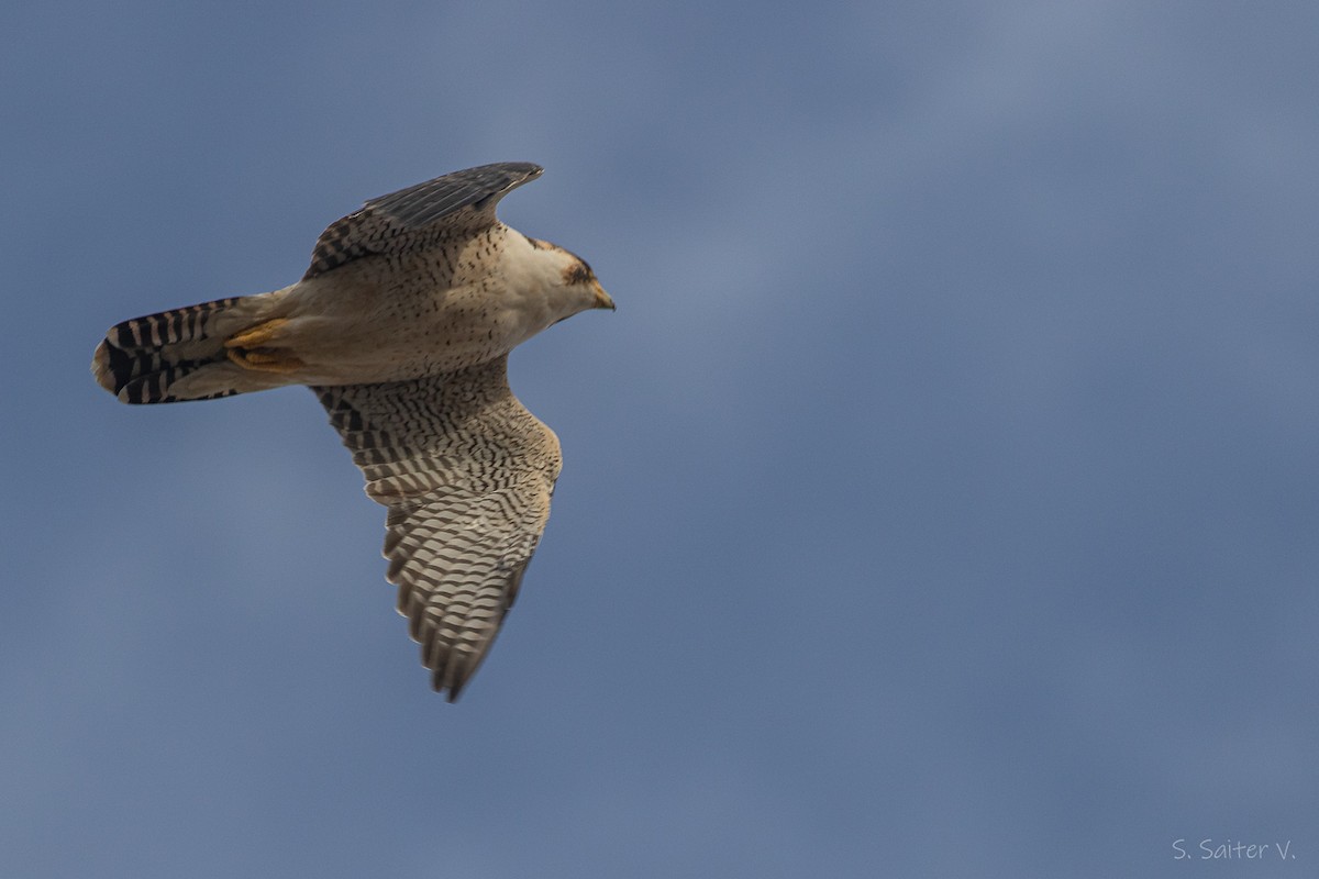 vandrefalk (cassini) - ML654665487