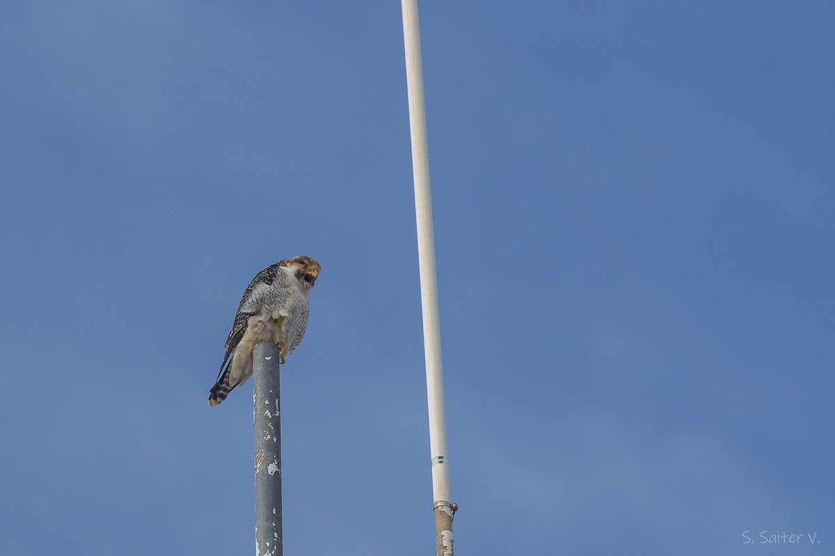 vandrefalk (cassini) - ML654665488