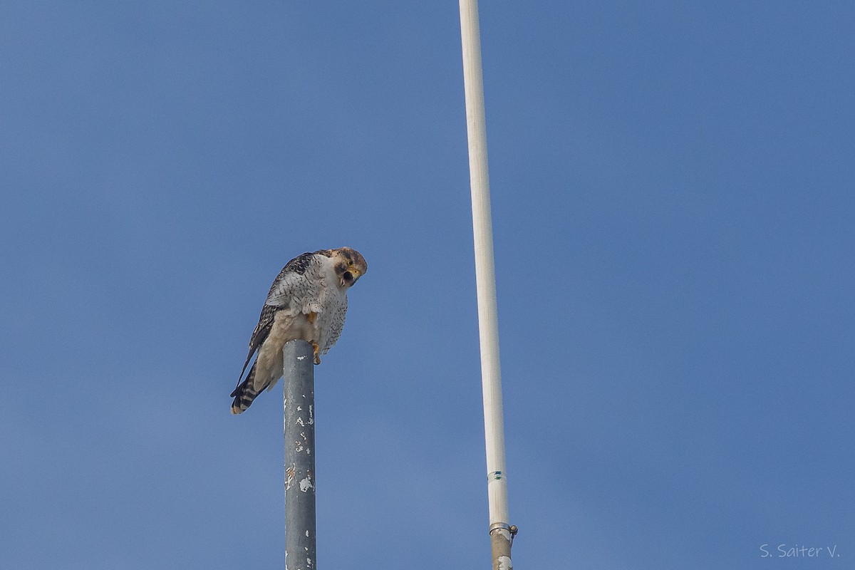 vandrefalk (cassini) - ML654665489