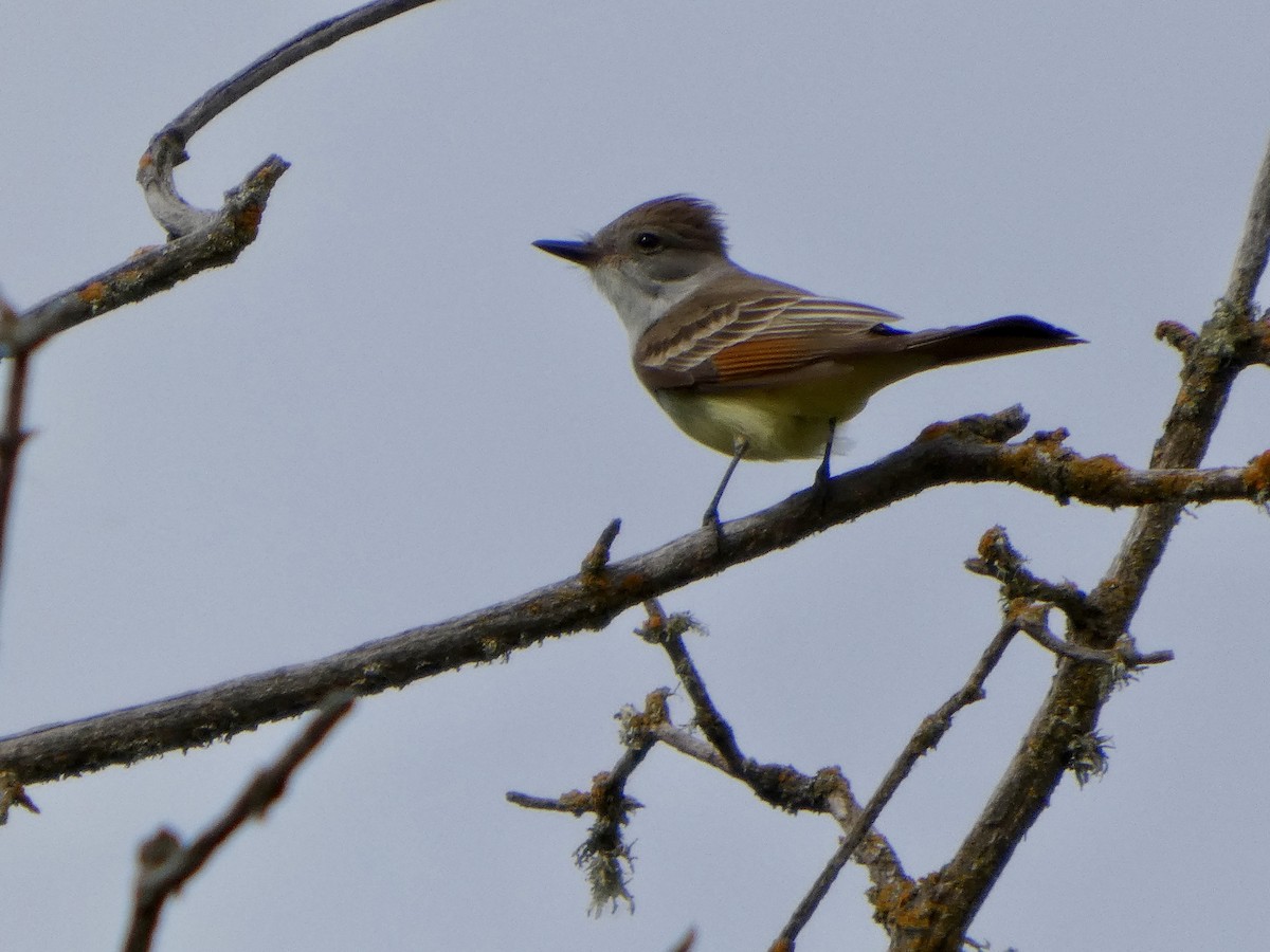 Ash-throated Flycatcher - ML654665746