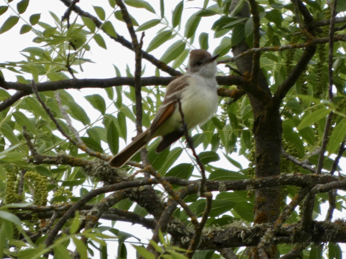 Ash-throated Flycatcher - ML654665747