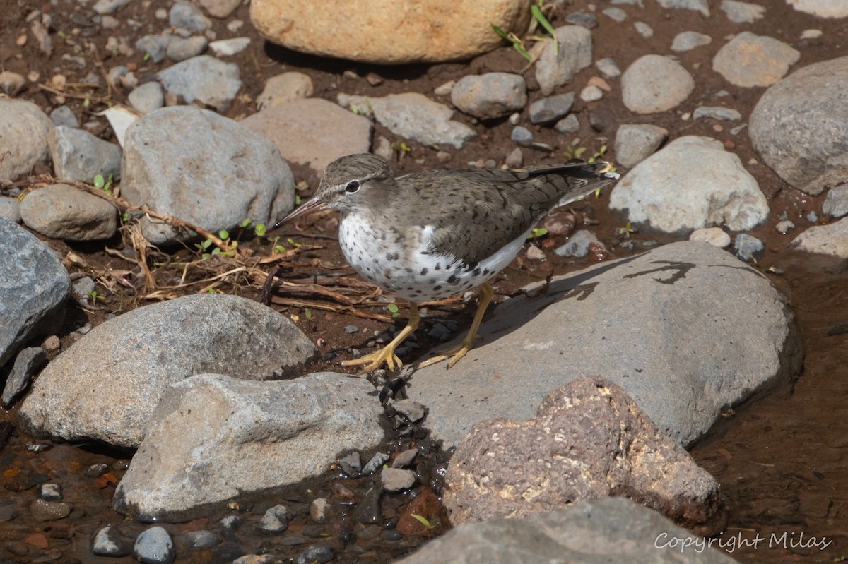 Spotted Sandpiper - ML654666989