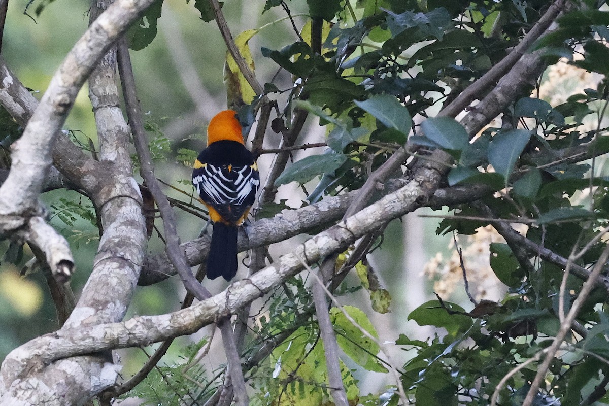 Altamira Oriole - ML654667514