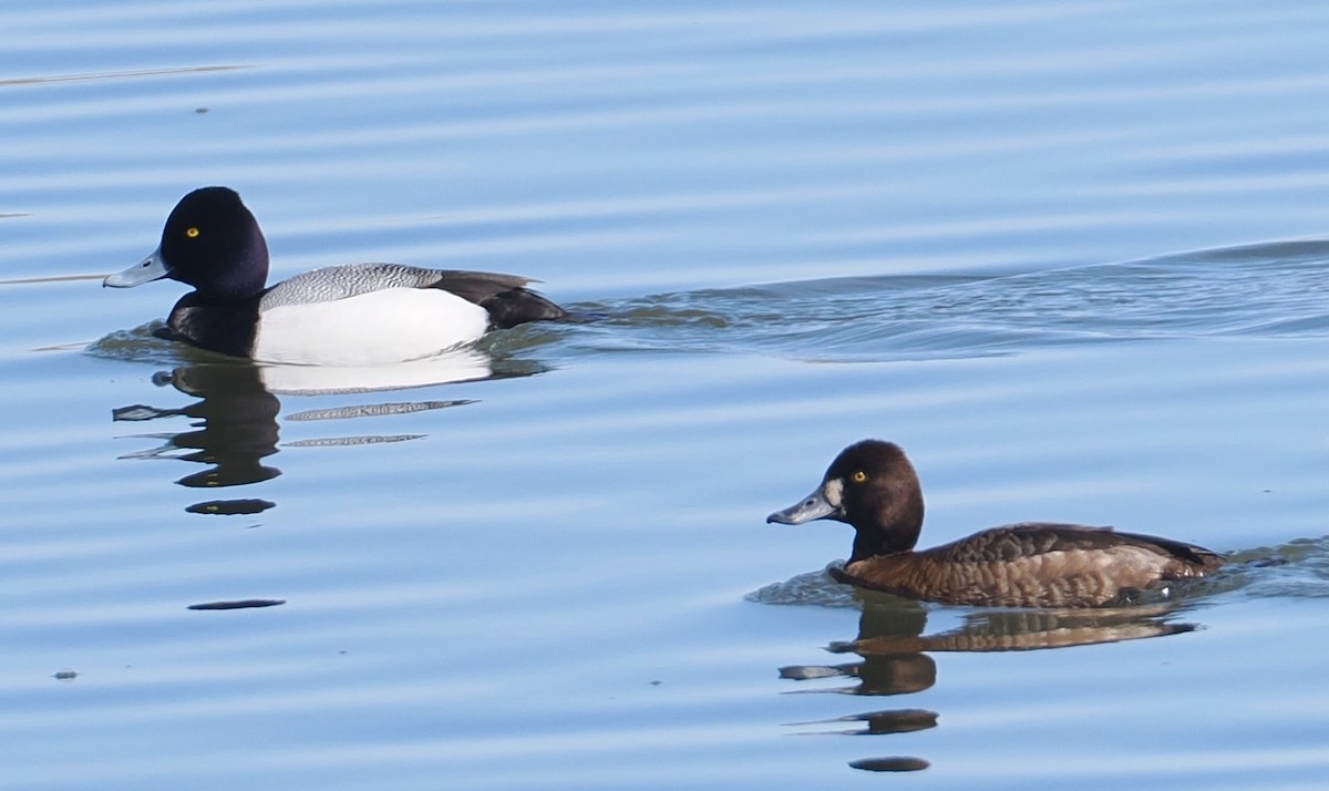 Lesser Scaup - ML654667690