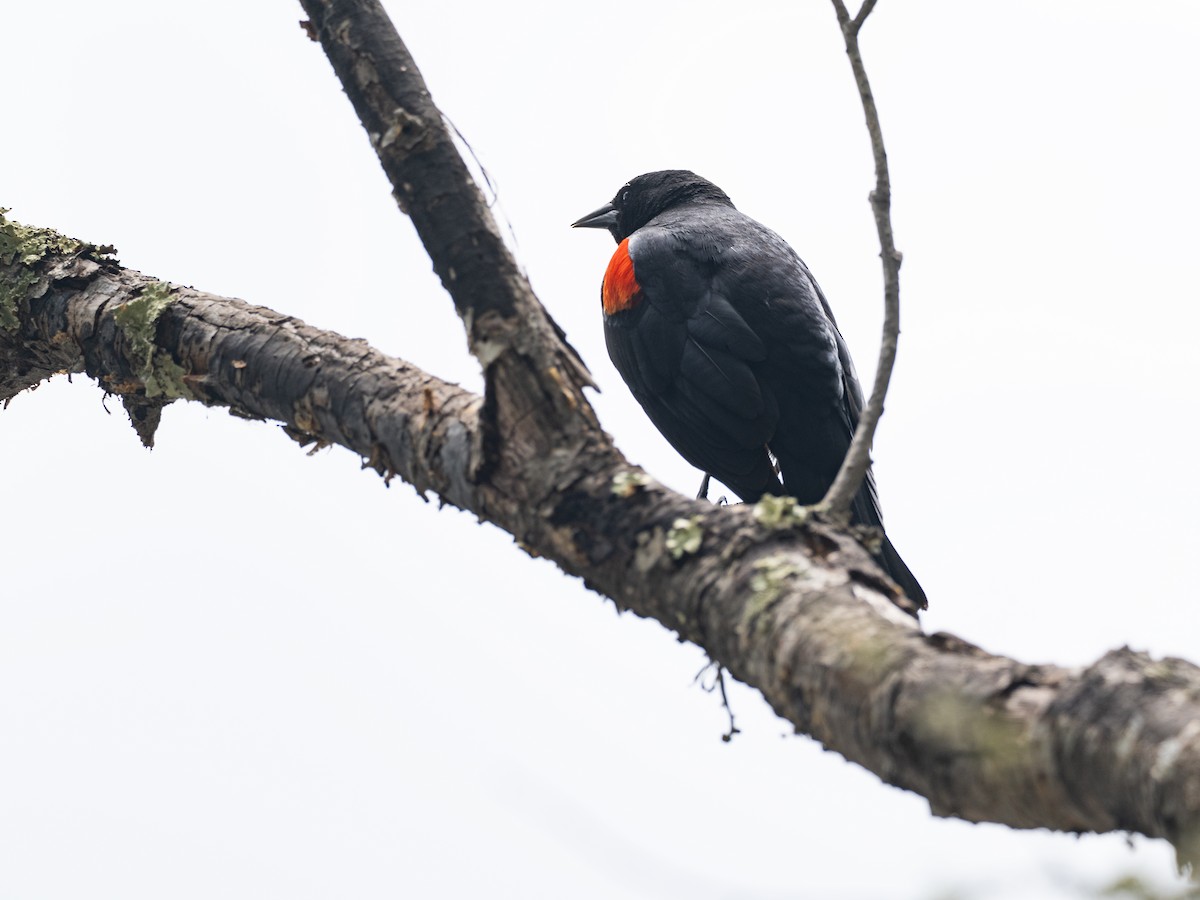 Red-winged Blackbird - ML654667691